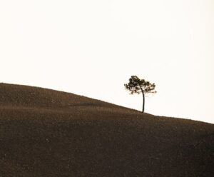 Single small tree atop a arid hill